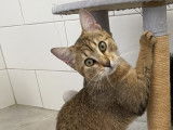Chatonne de 9 mois à adopter