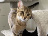 Chatonne de 9 mois à adopter