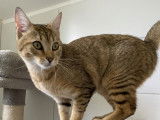 Chatonne de 9 mois à adopter