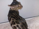 2 magnifiques chatons Bengal disponibles