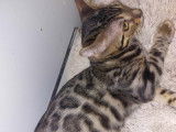 2 magnifiques chatons Bengal disponibles