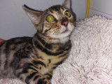 2 magnifiques chatons Bengal disponibles