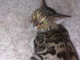 2 magnifiques chatons Bengal disponibles