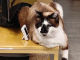 Chatte de 10 ans à donner