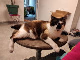 Chatte de 10 ans à donner