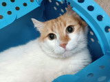 Chat roux et blanc à adopter