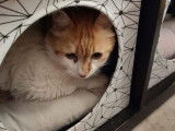 Chat roux et blanc à adopter