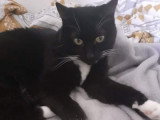 Chatte de neuf ans à donner
