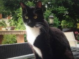Chatte de neuf ans à donner