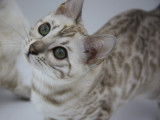 Chaton Bengal à vendre