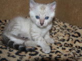 Chaton Bengal à vendre