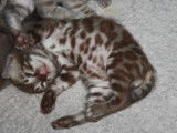 Chaton Bengal à vendre