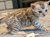 Chaton Bengal à vendre