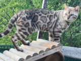 Chaton Bengal à vendre