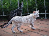 Chaton Bengal à vendre