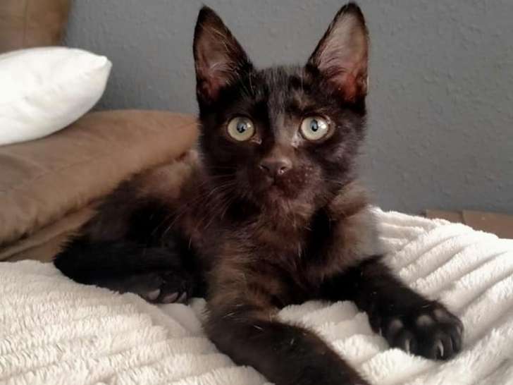 Chaton noir de 2 mois à adopter