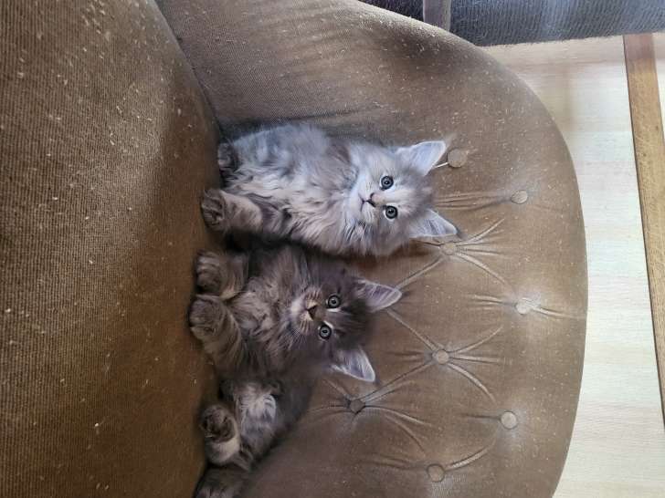 3 chatons Maine Coon LOOF à vendre