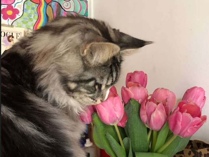 Mâle Maine Coon disponible pour saillie