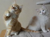 m&acirc;les : red mitted et cream bicolor