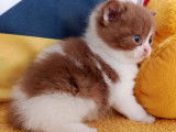 Chatons Scottish Straight LOOF à vendre