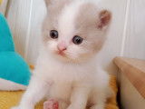 Chatons Scottish Straight LOOF à vendre