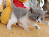 Chatons Scottish Straight LOOF à vendre