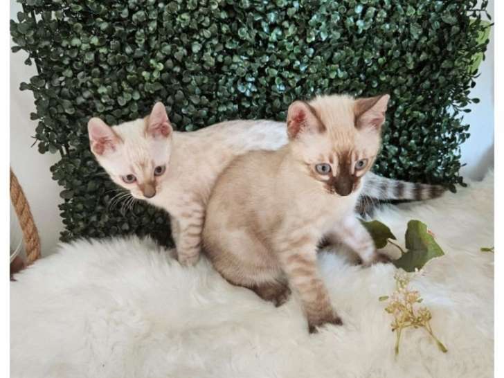 2 chatons Bengal LOOF à réserver
