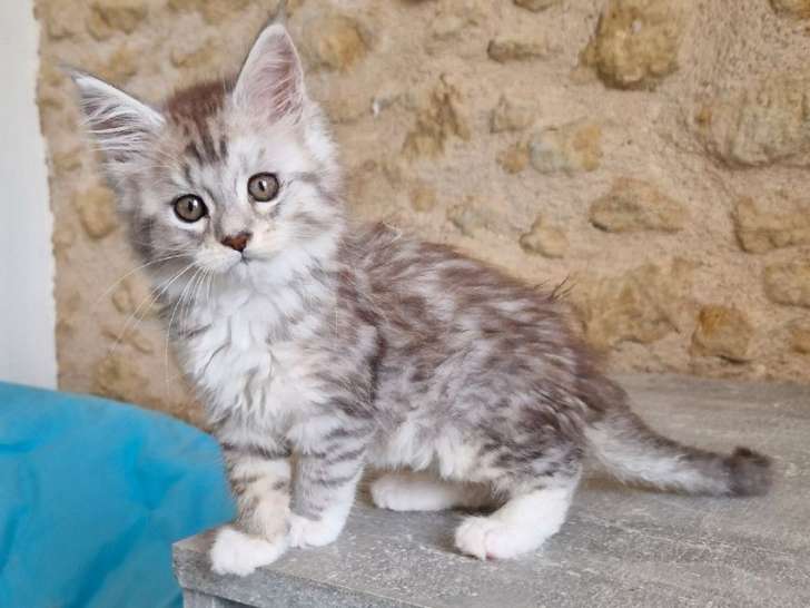 Chatonne Maine Coon LOOF black silver spotted tabby à vendre