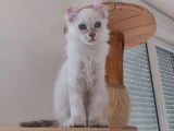 Chatonne American Curl lilac point LOOF à vendre