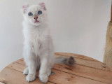 Chatonne American Curl lilac point LOOF à vendre