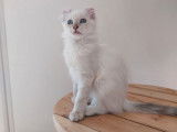 Chatonne American Curl lilac point LOOF à vendre