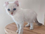 Chatonne American Curl lilac point LOOF à vendre