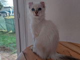 Chatonne American Curl lilac point LOOF à vendre