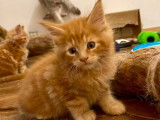 4 chatons Maine Coons LOOF à réserver