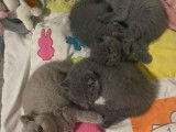 Chaton British shorthair