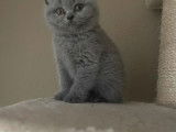 Chaton British shorthair