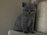 Chaton British shorthair