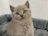 Chaton British shorthair