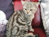 Chaton mâle Scottish Straight LOOF brown blotched tabby à vendre