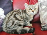 Chaton mâle Scottish Straight LOOF brown blotched tabby à vendre