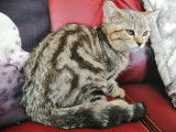 Chaton mâle Scottish Straight LOOF brown blotched tabby à vendre