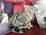 Chaton mâle Scottish Straight LOOF brown blotched tabby à vendre