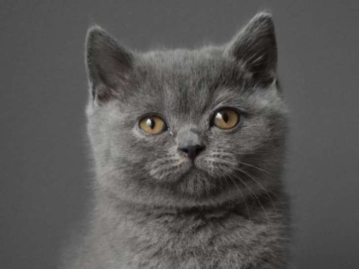 3 chatons British Shorthairs disponibles à la vente