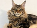 Chat Maine Coon d'un an et demi LOOF disponible pour saillie