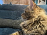 Chat Maine Coon d'un an et demi LOOF disponible pour saillie