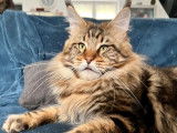 Chat Maine Coon d'un an et demi LOOF disponible pour saillie
