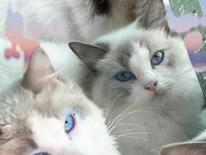 Magnifiques chatons Ragdoll LOOF à vendre