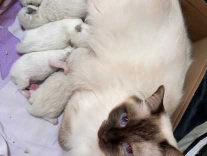 Magnifiques chatons Ragdoll LOOF à vendre