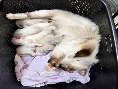 Magnifiques chatons Ragdoll LOOF à vendre