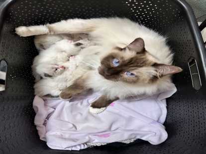 La maman et ses petits